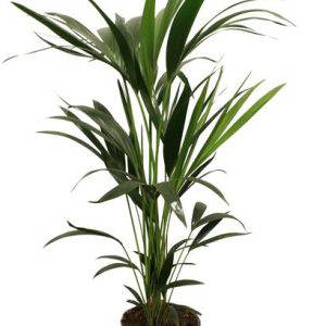 Howea Forsteriana 5 Pit