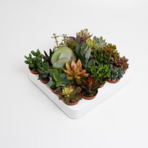 Succulenten Mix