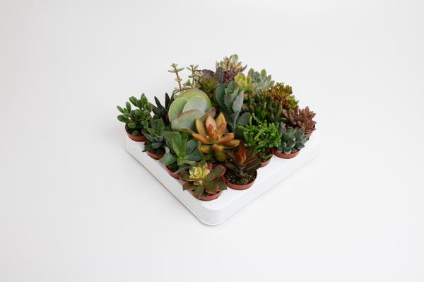 Succulenten Mix