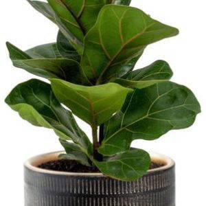 Ficus Lyrata