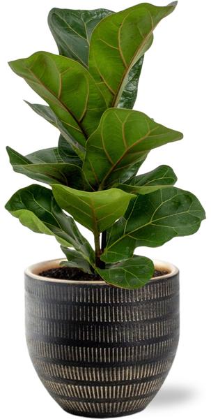 Ficus Lyrata