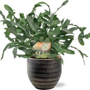 Phlebodium Blue Star