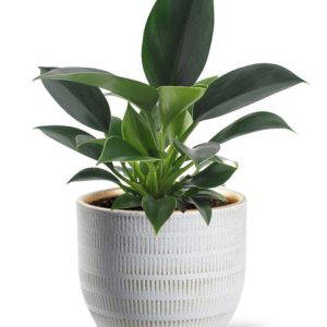 Philodendron Green Princess