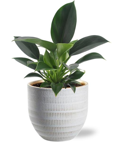 Philodendron Green Princess