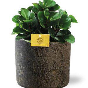 Peperomia Burning Bush