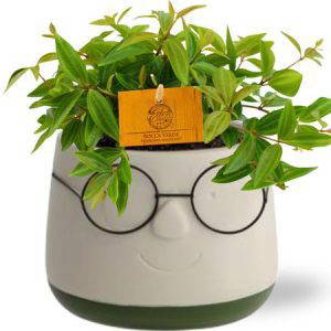 Peperomia Angulata Rocca Vivace