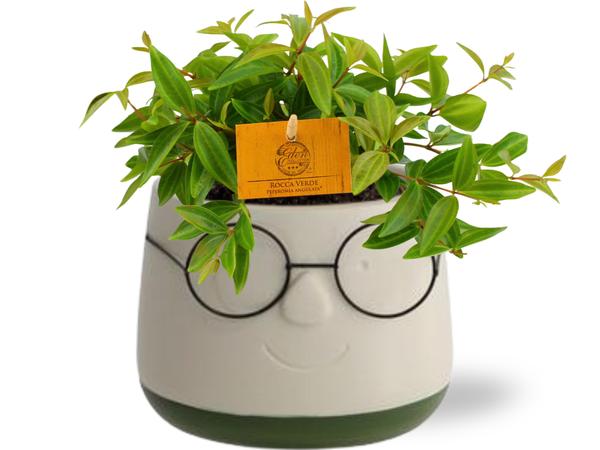 Peperomia Angulata Rocca Vivace