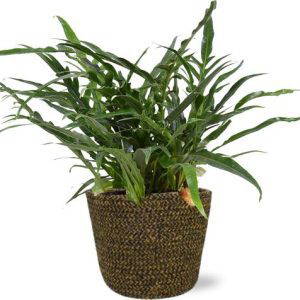 Aglaomorpha Coronans