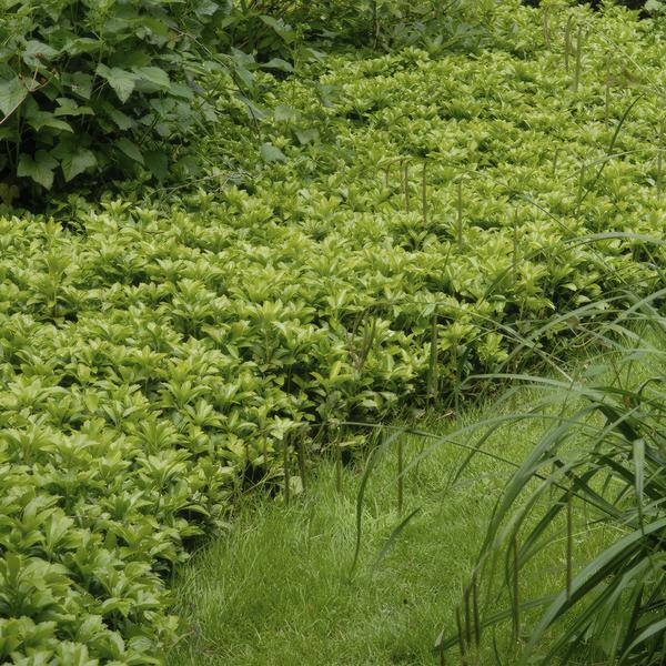 Pachysandra Terminalis Green Carpet