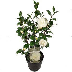 Camellia jap. 'Nuccios Gem'