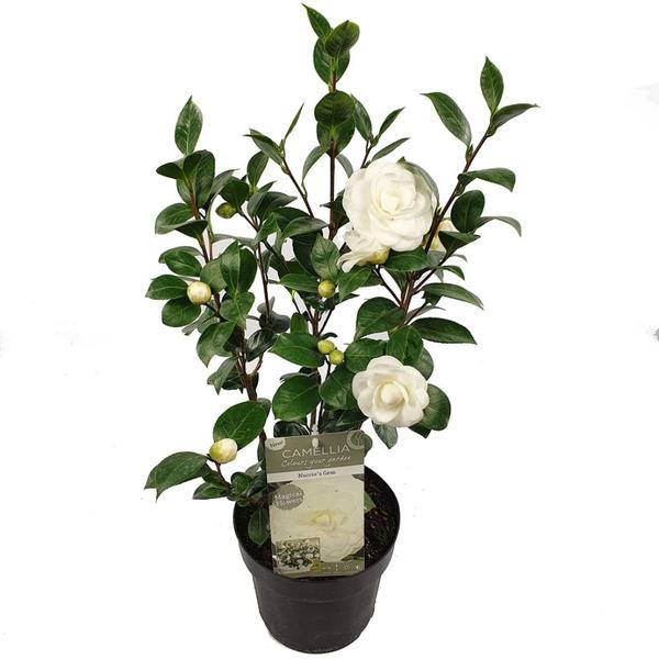 Camellia jap. 'Nuccios Gem'