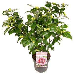 Camellia japonica Bonomiana