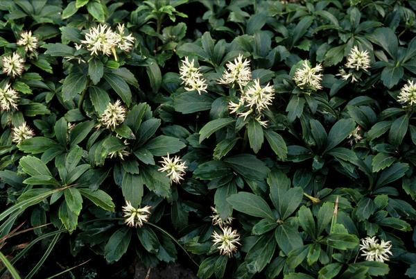 Pachysandra Terminalis Green Sheen