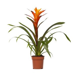 Guzmania Variada