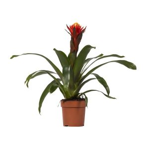 Guzmania Happiness
