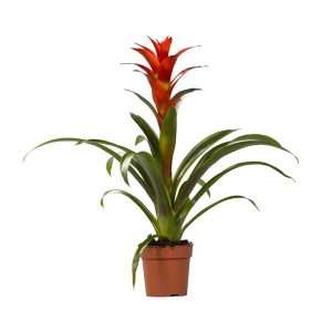 Guzmania Ostara