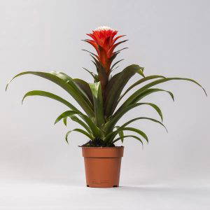 Guzmania Hope