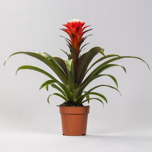 Guzmania Hope