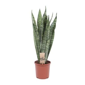 Sansevieria Zeylanica