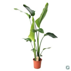 Strelitzia Nicolai - 100 cm