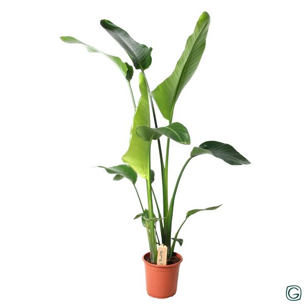 Strelitzia Nicolai - 100 cm
