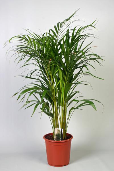 Dypsis Lutescens