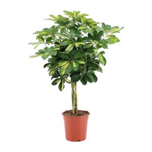 Schefflera Arboricola Gold Capella