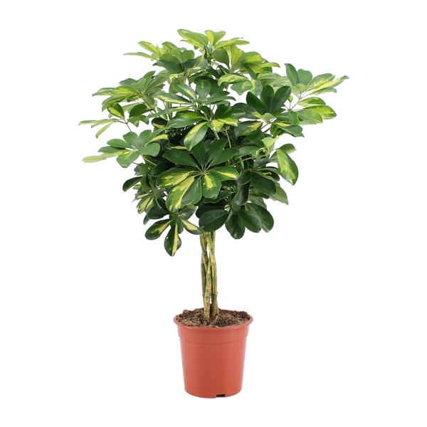 Schefflera Arboricola Gold Capella
