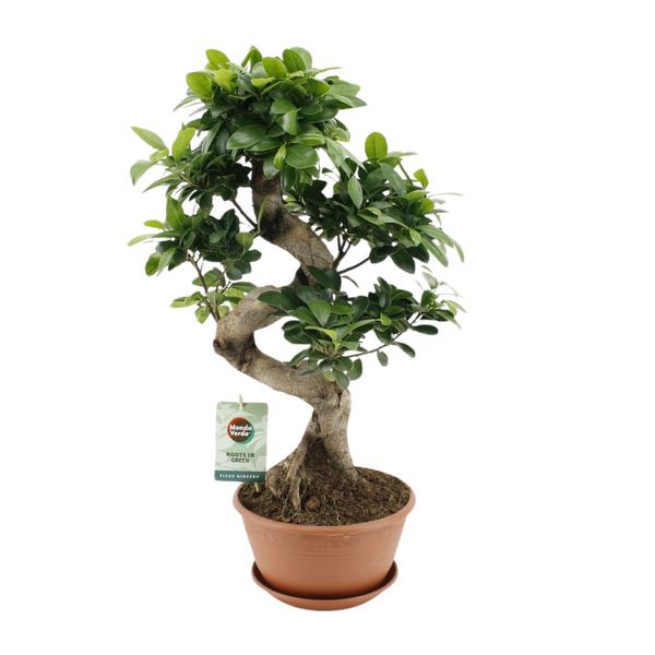 Ficus Ginseng