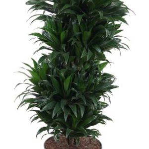 Dracaena Compacta Vertakt