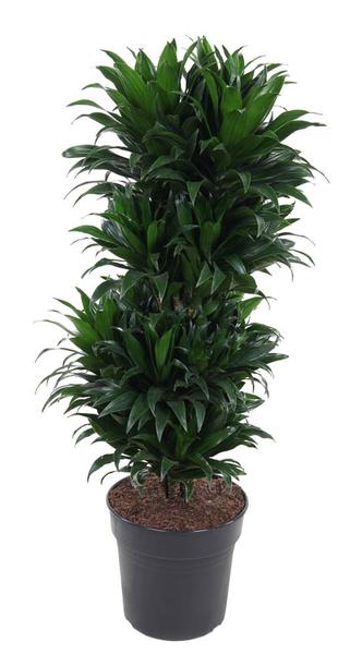 Dracaena Compacta Vertakt