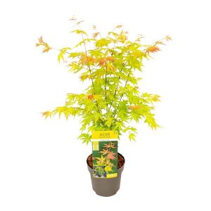 Acer palmatum Orange Dream