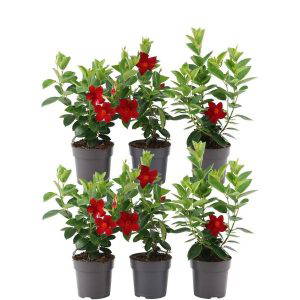 Dipladenia Red - Mandevilla Red - 6 stuks