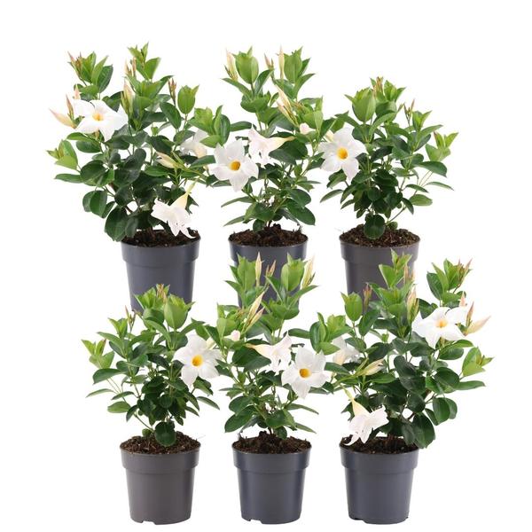 Dipladenia Mandevilla sanderi wit - 6 stuks