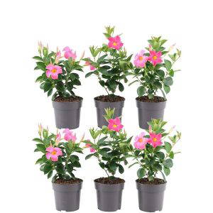 Dipladenia Pink Mandevilla Pink - Mandevilla sanderi 6 stuks