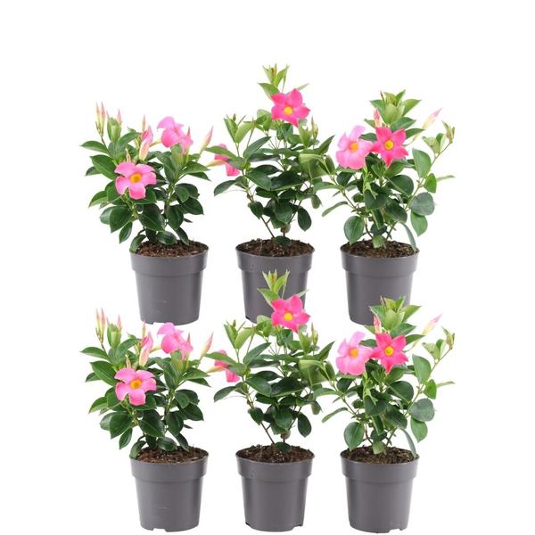 Dipladenia Pink Mandevilla Pink - Mandevilla sanderi 6 stuks