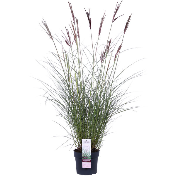 Miscanthus sinensis Ferner Osten