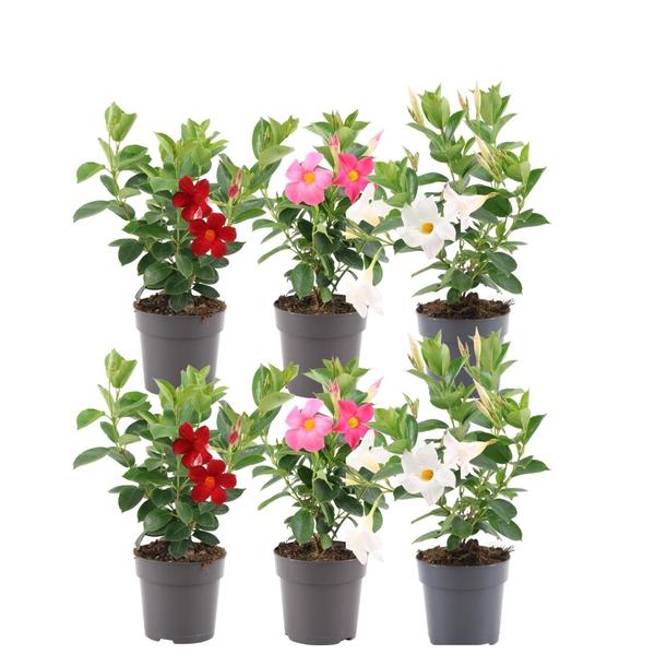 Dipladenia Mix - 2 x Mandevilla pink - 2 x Mandevilla white - 2 x Mandevilla red