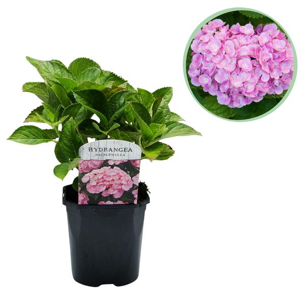 Hydrangea macrophylla Pink 1x