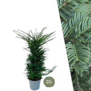Taxus baccata voor 10m