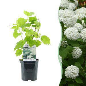 Hydrangea arborescens Annabelle - 1x