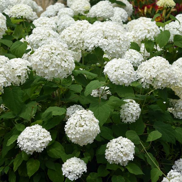 Hydrangea arborescens Annabelle