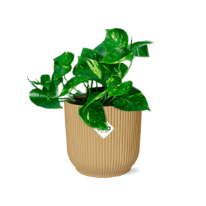 Epipremnum Pinnatum Aureum in ELHO Vibes Fold 14cm geel