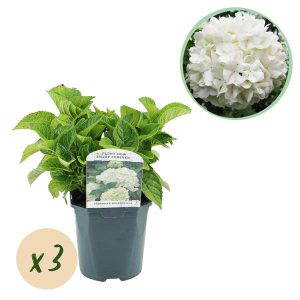 Hydrangea macrophylla Wit 3 Planten