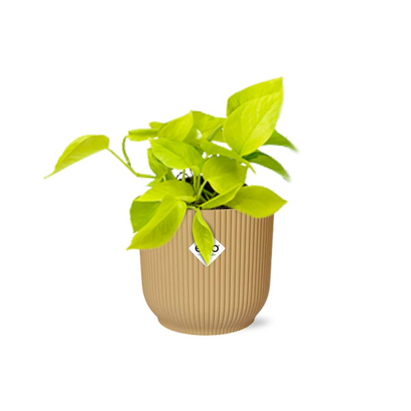 Epipremnum Pinnatum Golden Pothos in ELHO Vibes Fold 14cm geel