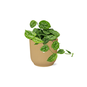 Scindapsus Pictus Argyraeus in ELHO Vibes Fold geel