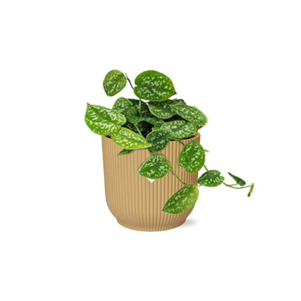 Scindapsus Pictus Argyraeus in ELHO Vibes Fold geel