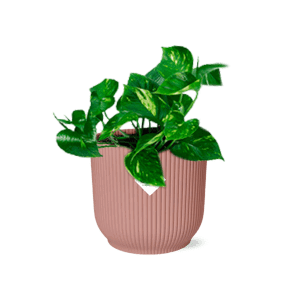 Epipremnum Pinnatum 'Aureum' in ELHO Vibes Fold 14cm roze