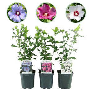 Hibiscus syriacus Tricolour - 3 Planten
