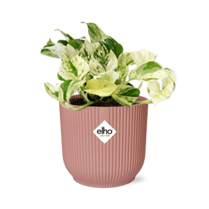 Epipremnum Pinnatum Happy Leaf in ELHO Vibes Fold 14cm roze